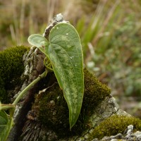 Smilax aspera L.